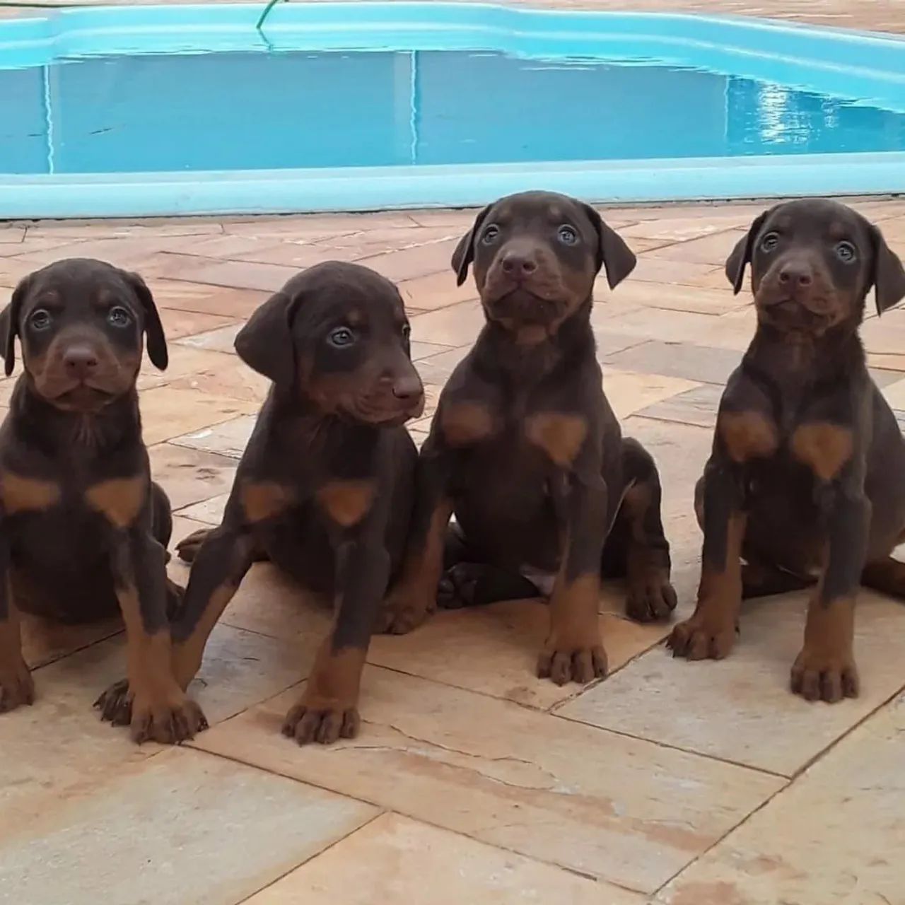 Filhotes de Doberman disponível  - Foto 2