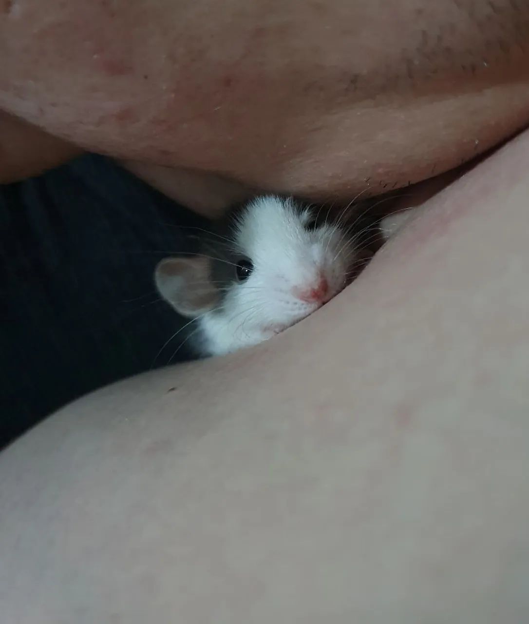 Duas ratinhas Twister 64661942799105120