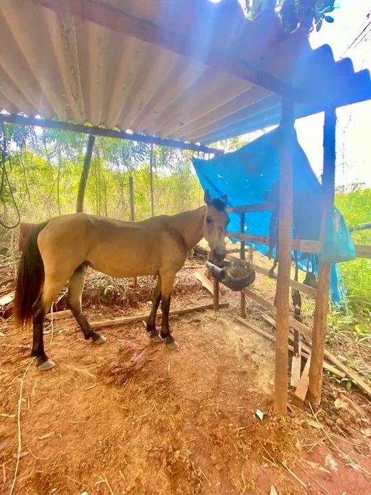 Vendo égua boa  de cela  - Foto 2