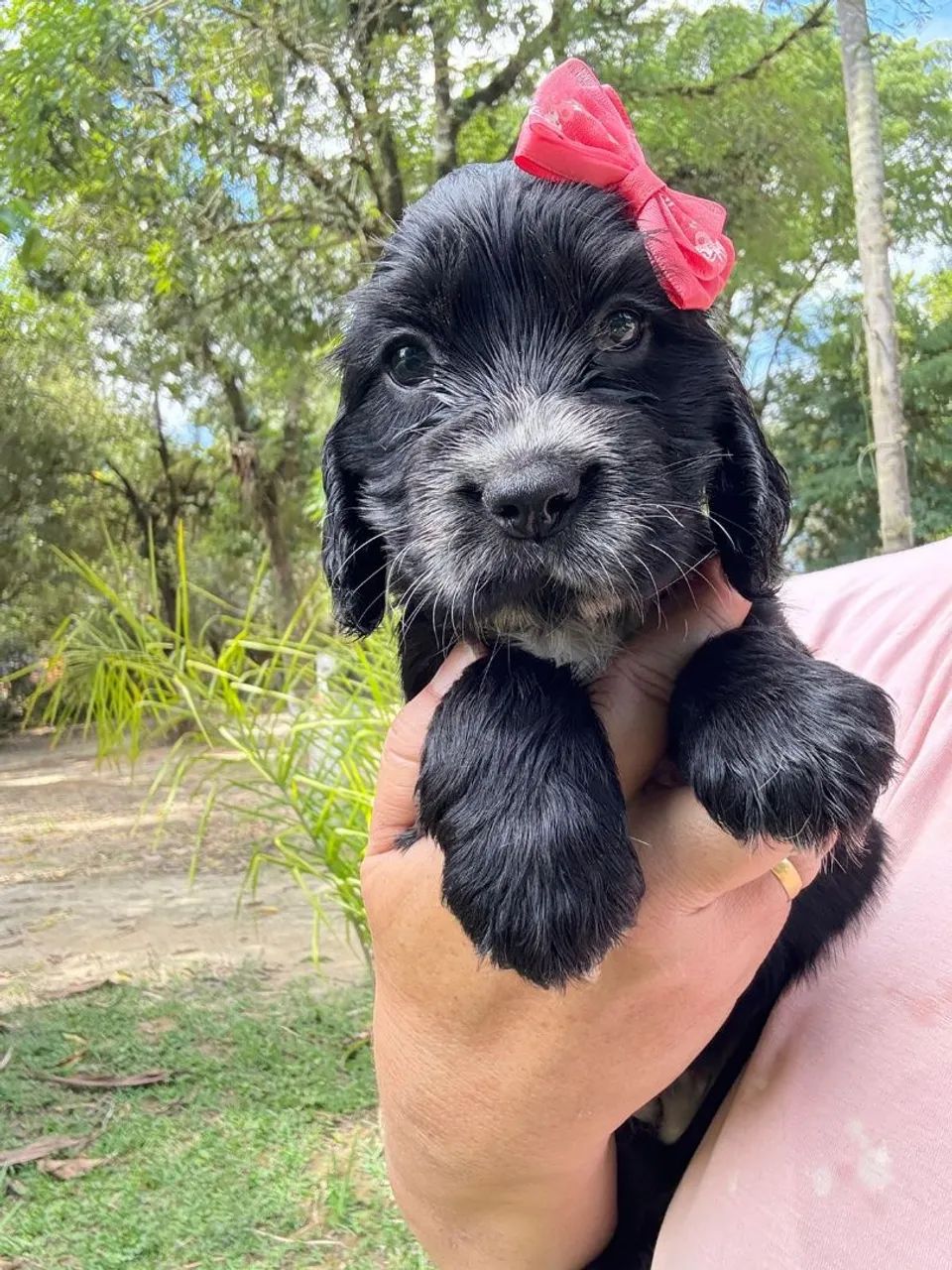 Cocker Spaniel macho - Foto 2