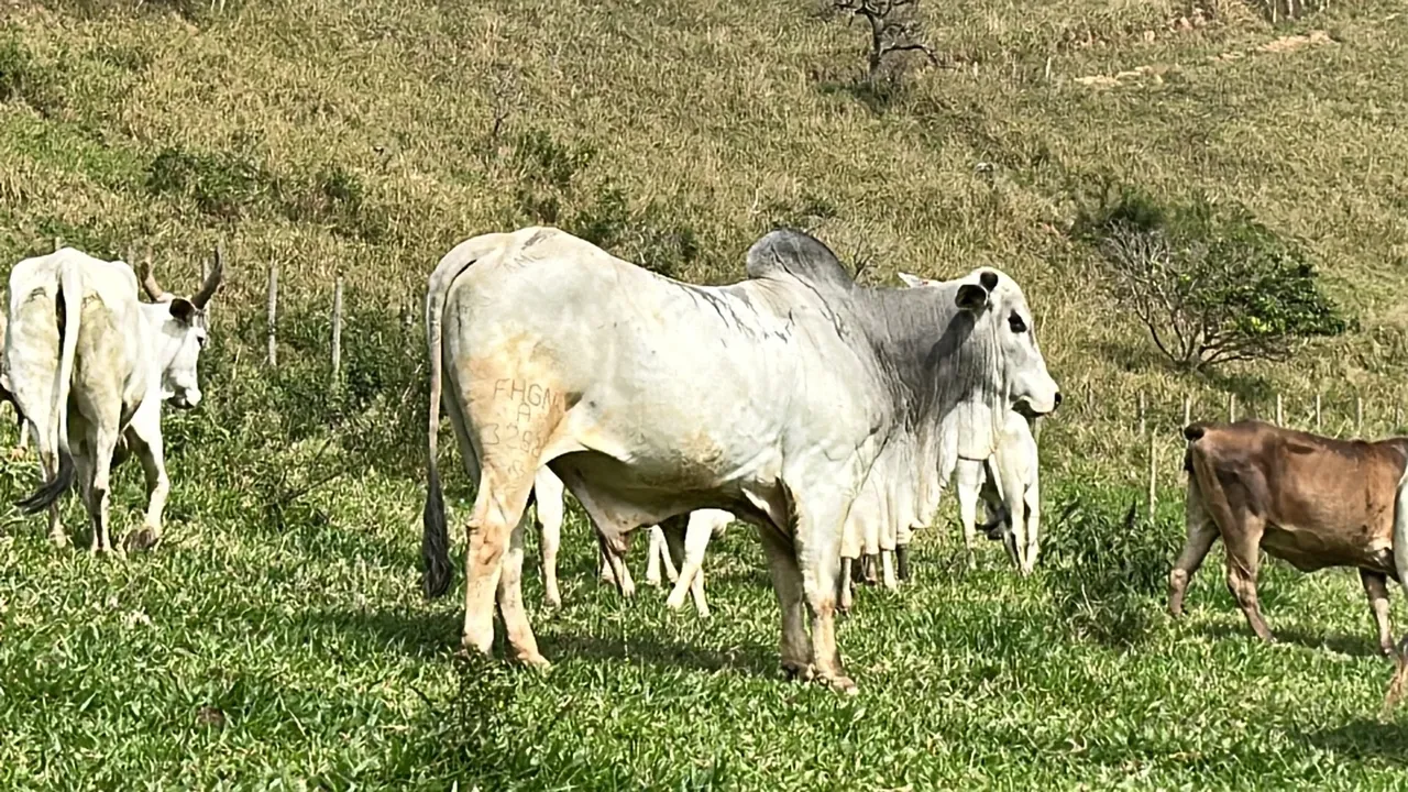 Nelore PO - preço de oportunidade