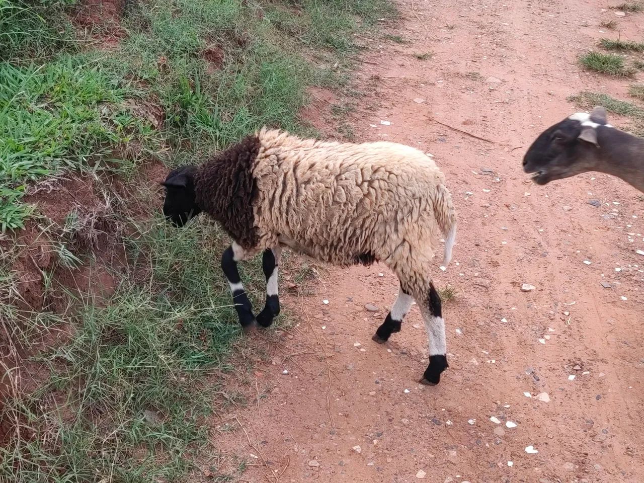 Carneiro jovem - Foto 2