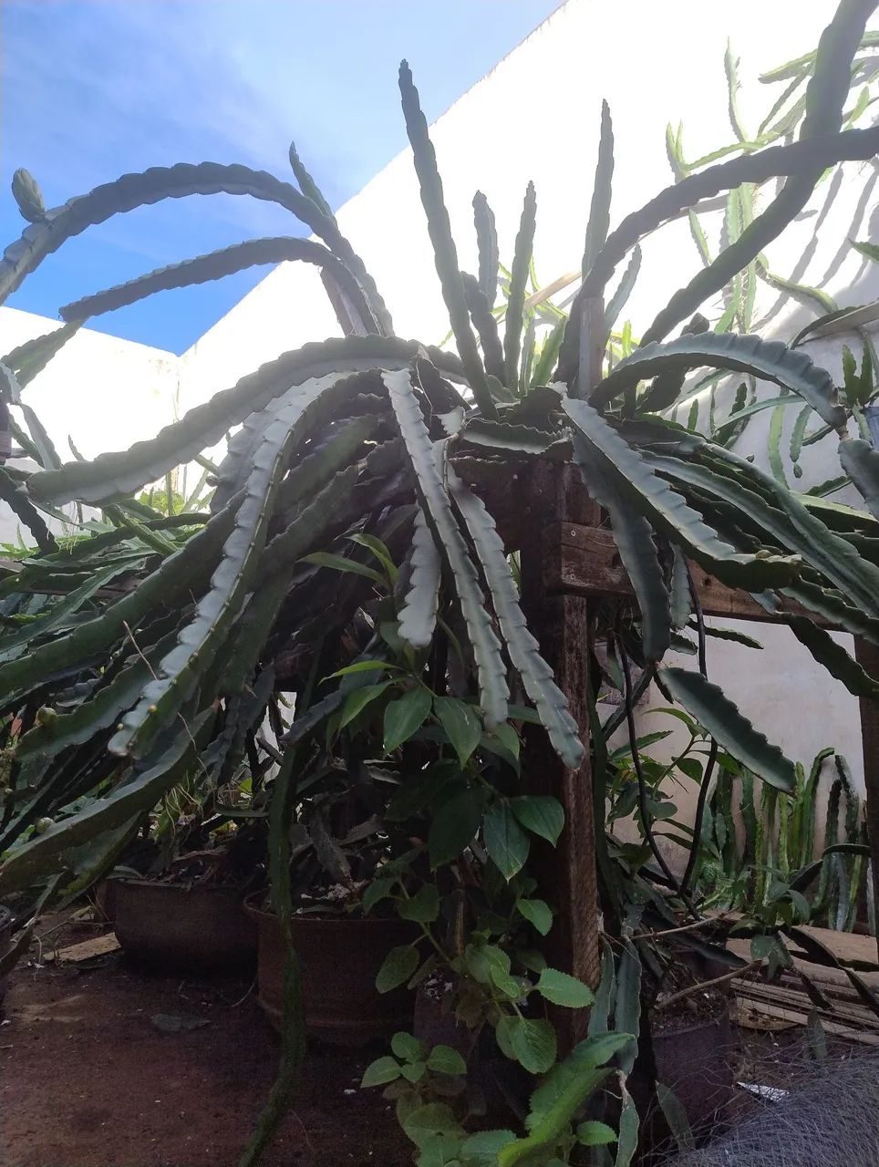 Mudas de Pitaya  - Foto 2