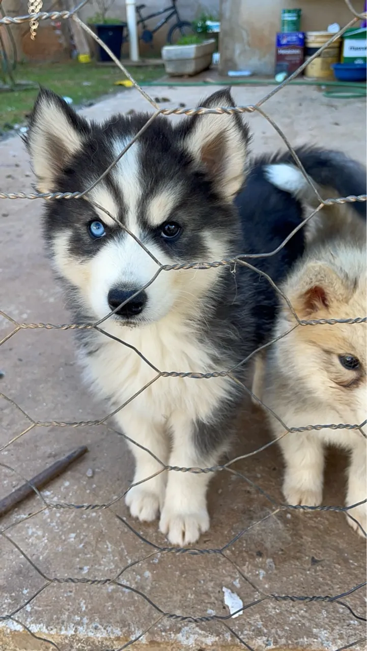 Filhote Husky Siberiano - Olhos Azuis