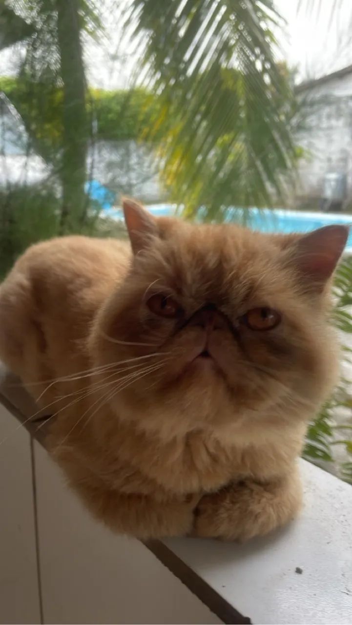 Linda gatinha persa 60 dias valor $1100  contato *49  - Foto 6