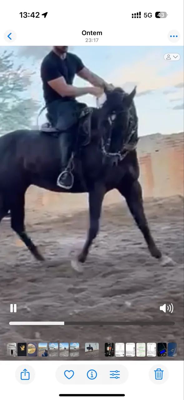 Cavalo potro quarto de milha vaquejada - Foto 4