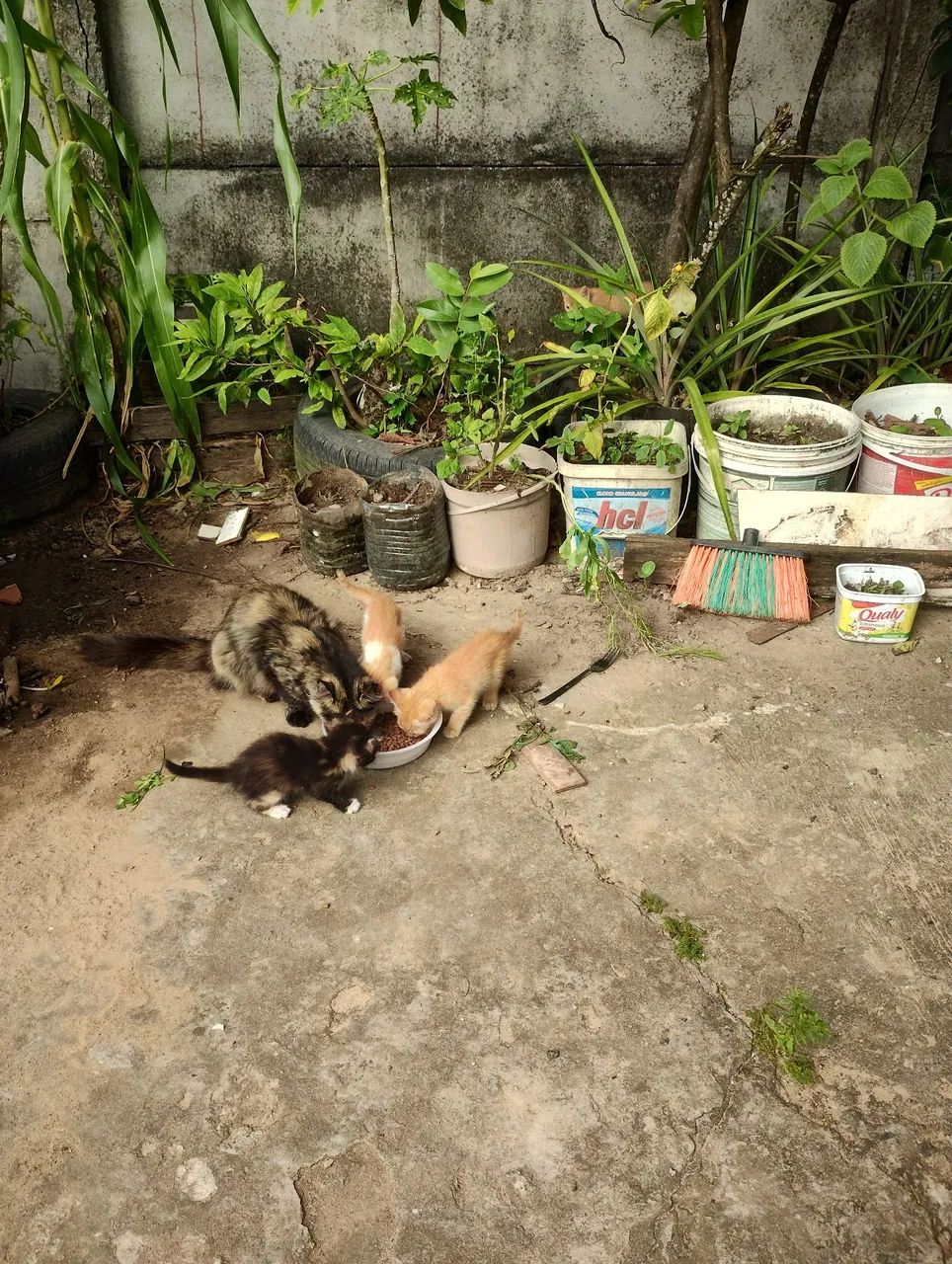 Doação de gatos  - Foto 4