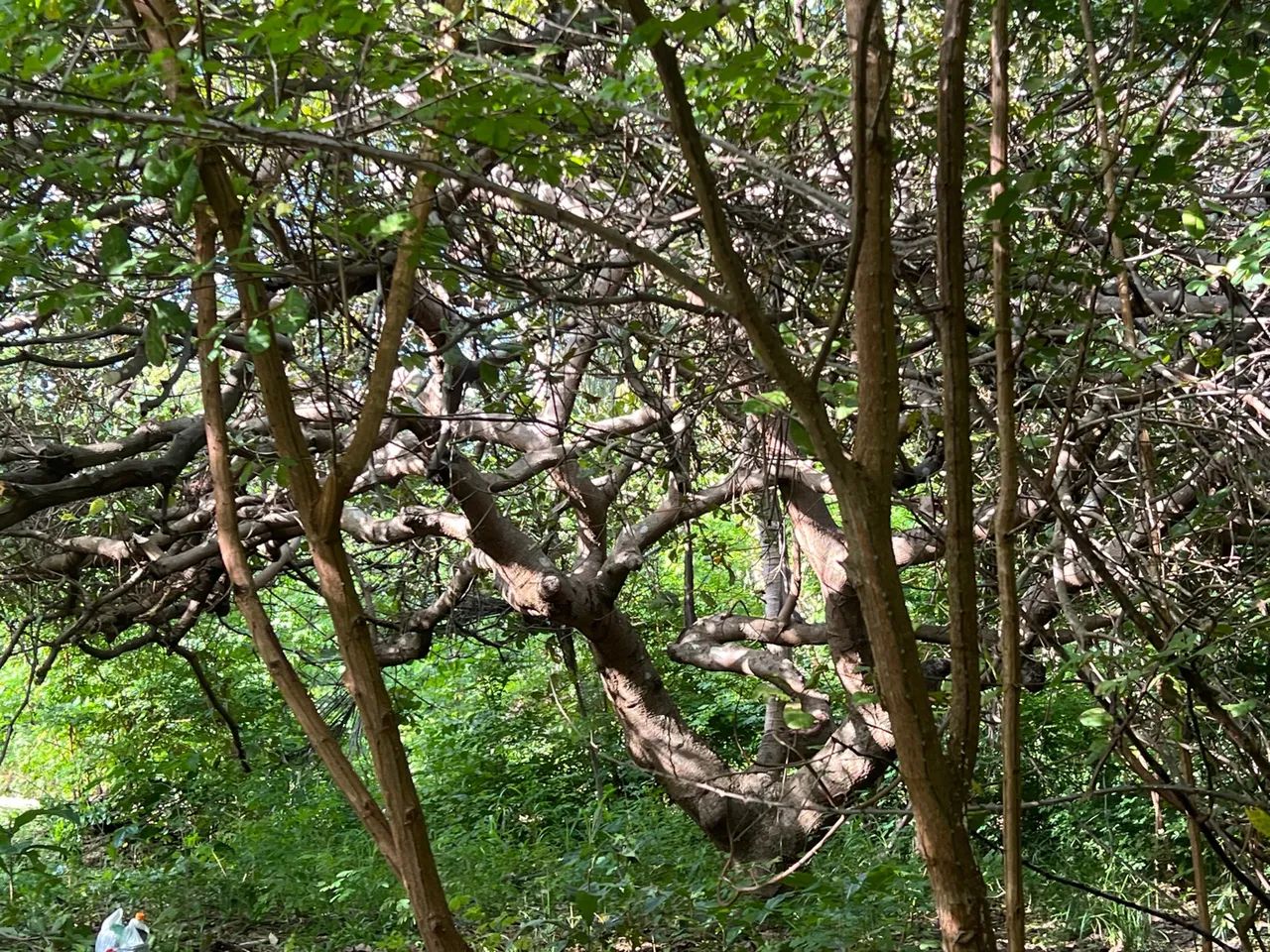 LINDO SÍTIO NO TIMBUBA - Foto 8