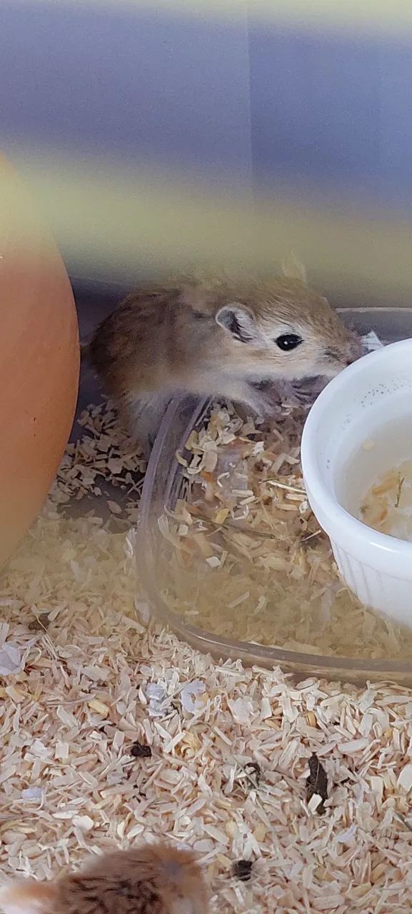 Dupla Gerbil - Foto 5
