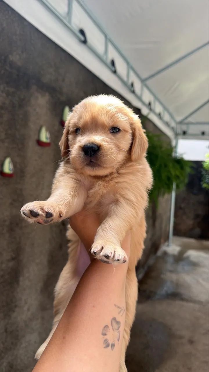 Golden retriver - Foto 3