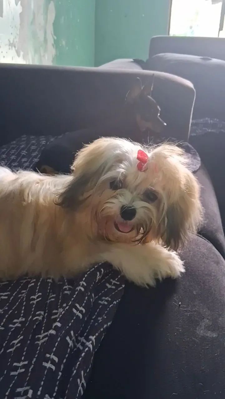 lhasa apso - Foto 2