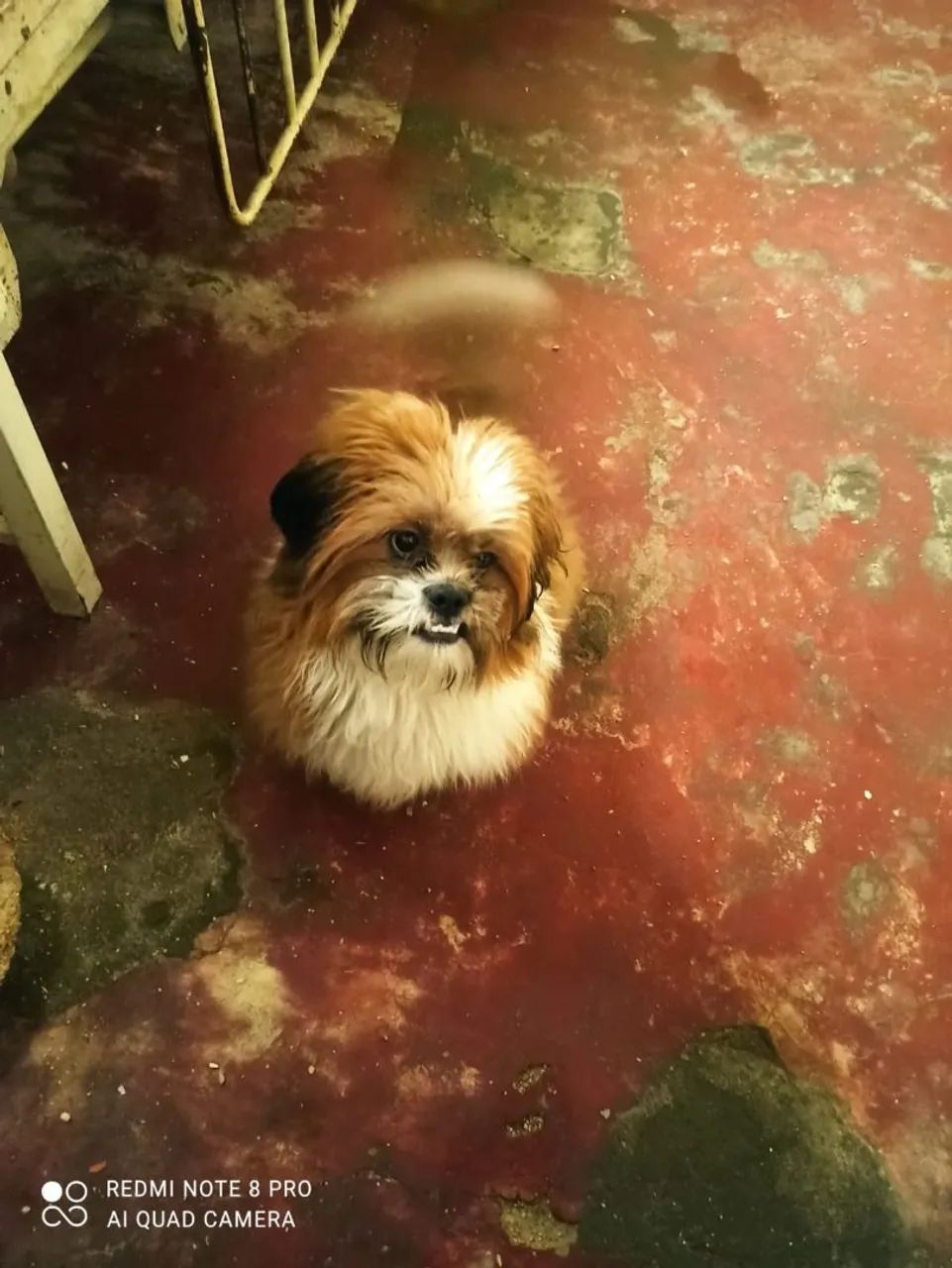 Shitzu  - Foto 3