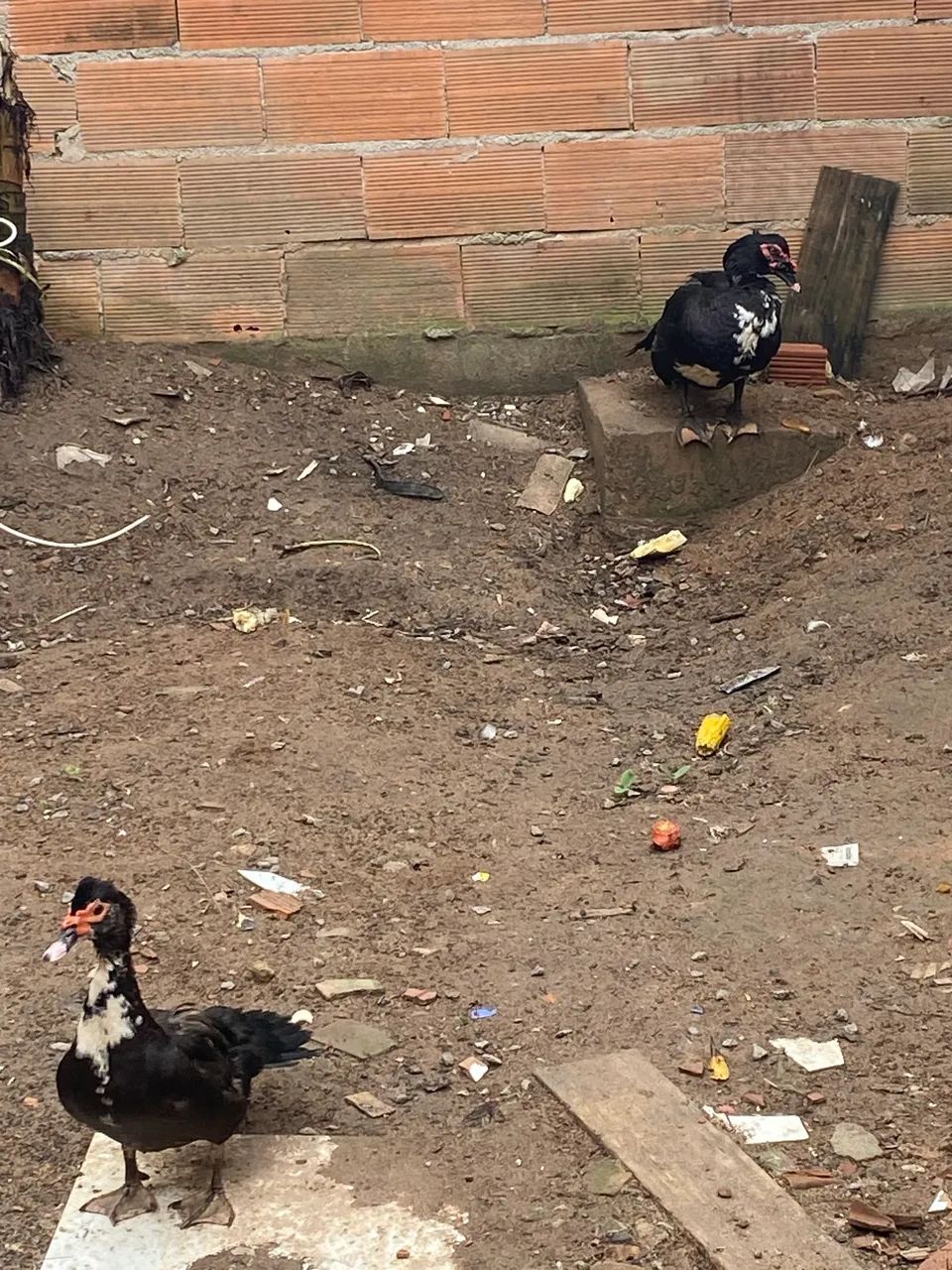 Patos - Foto 2