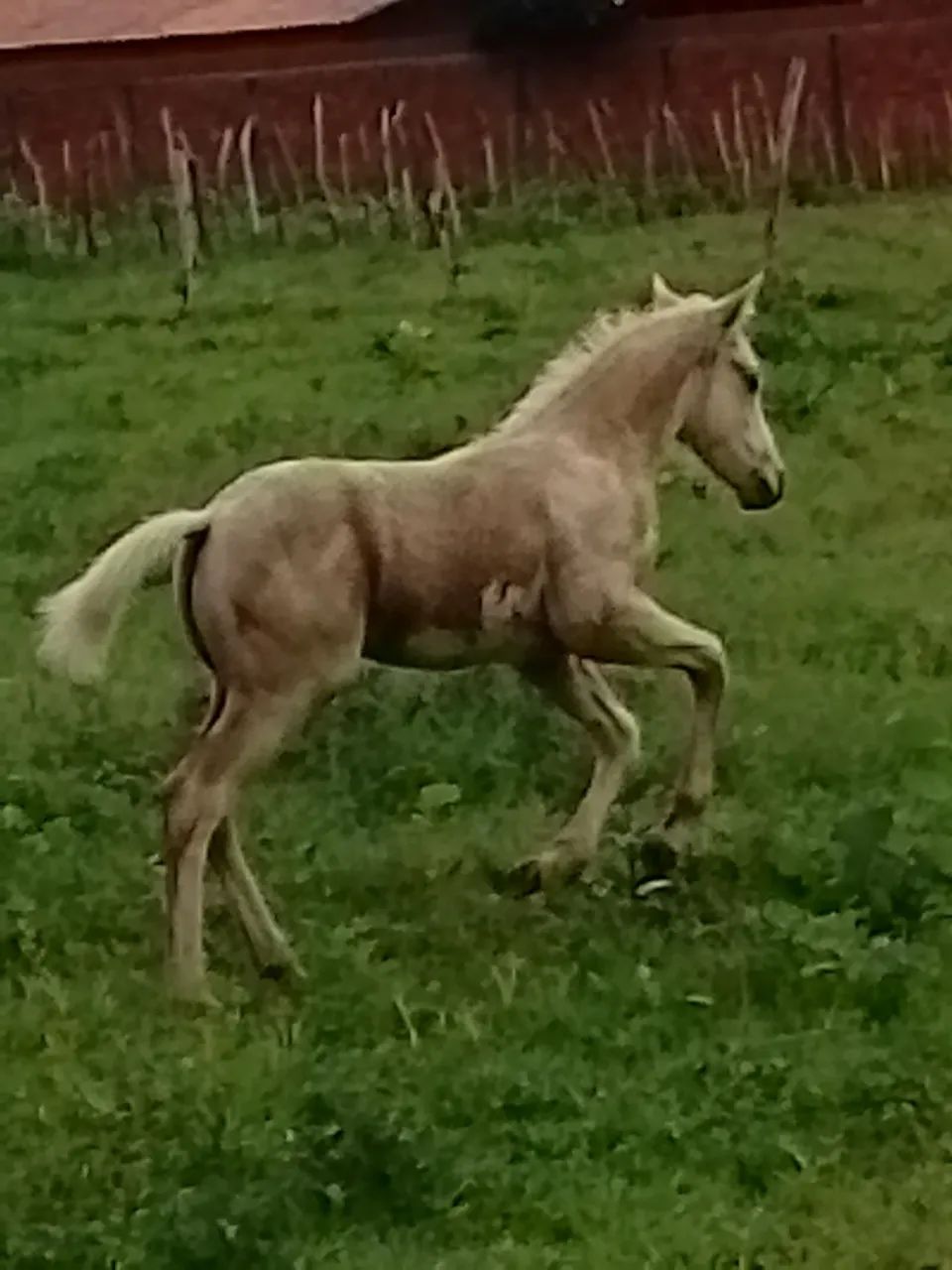Cavalos - Foto 4