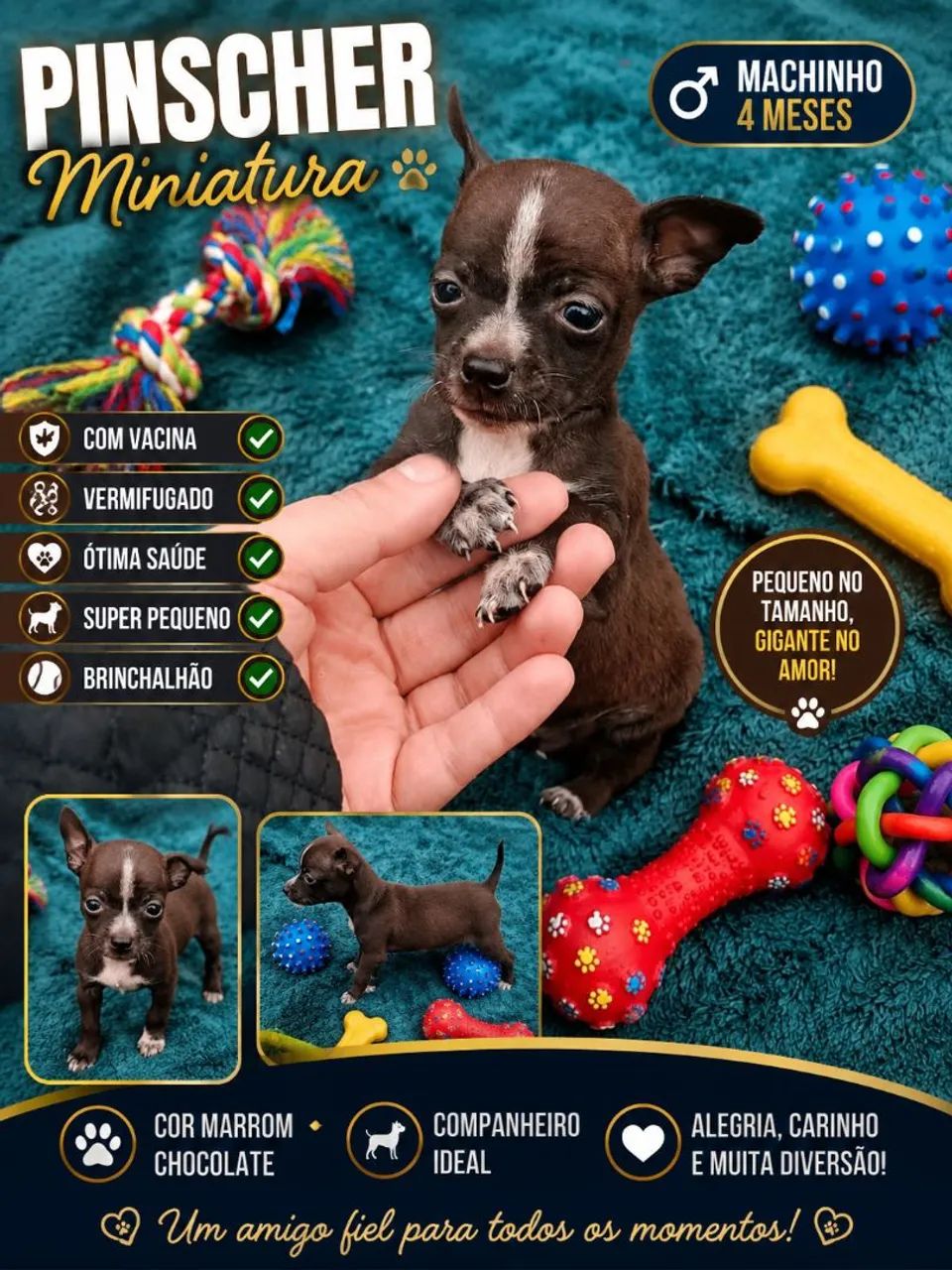 Pinscher zerinho