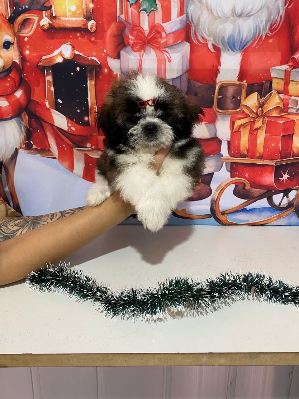 Vende-se filhote macho de shih tzu - Foto 3