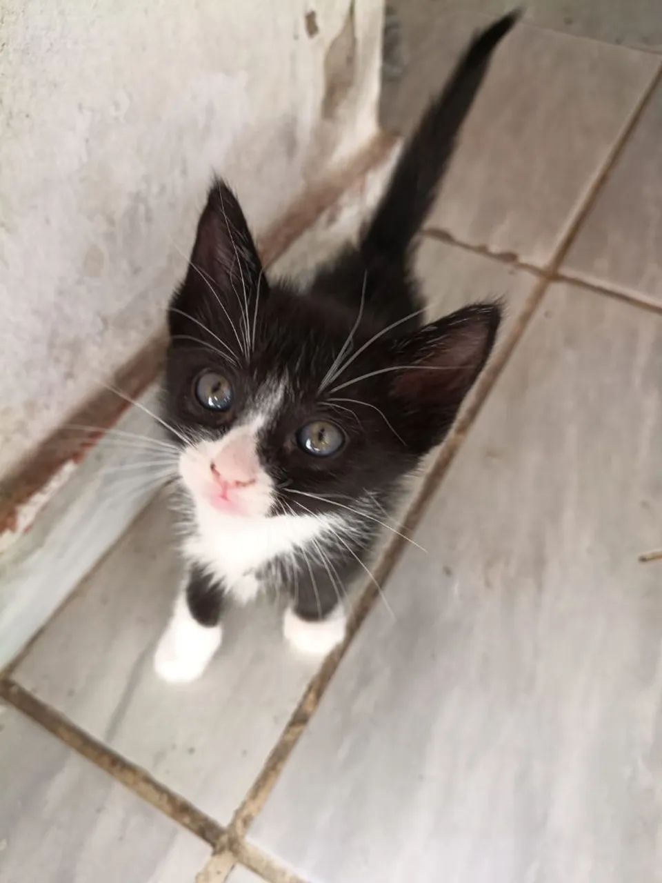 Filhote de gata fêmea  - Foto 5