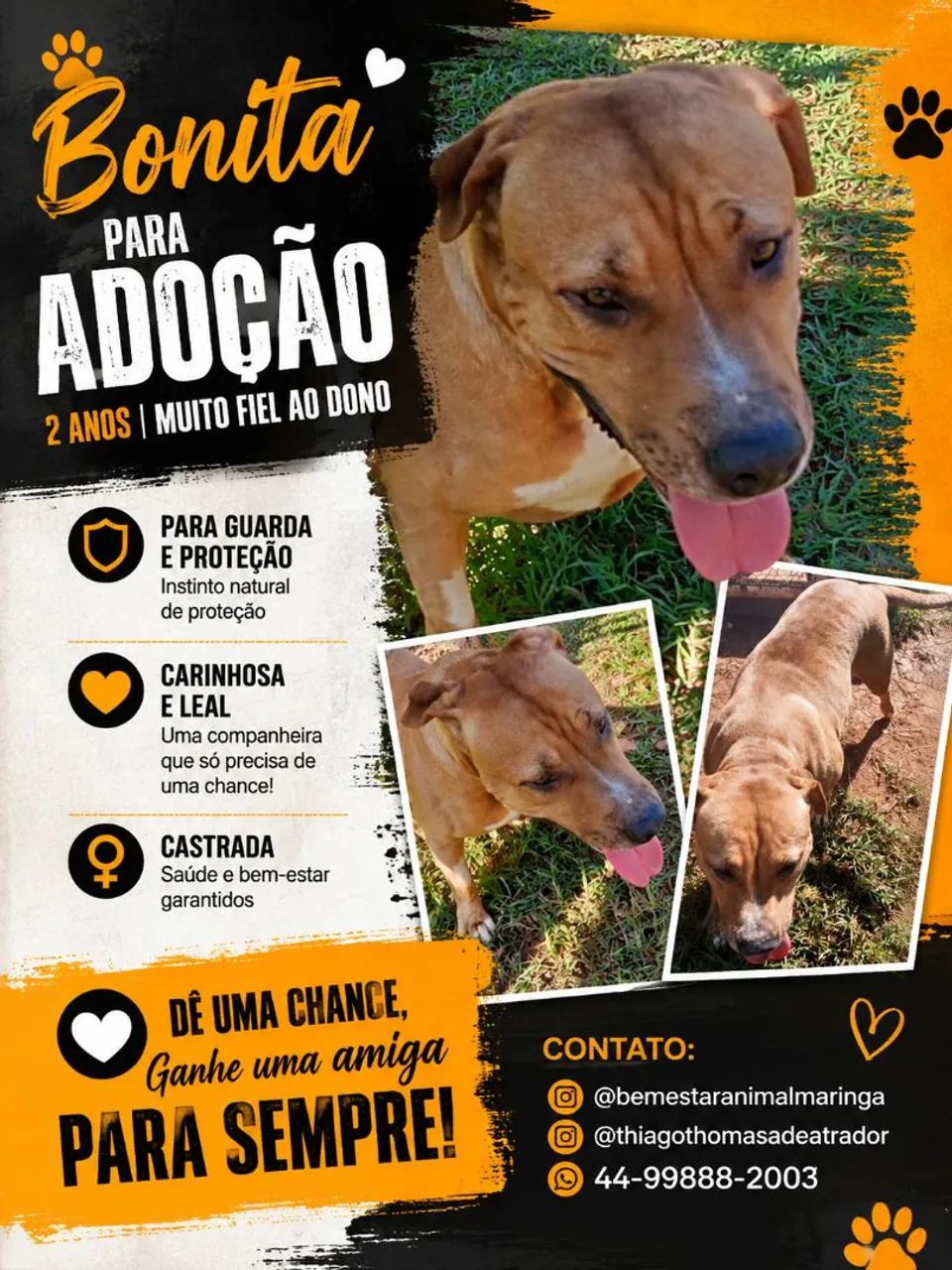 Doa-se cachorra mansa porém o para proteção e guarda