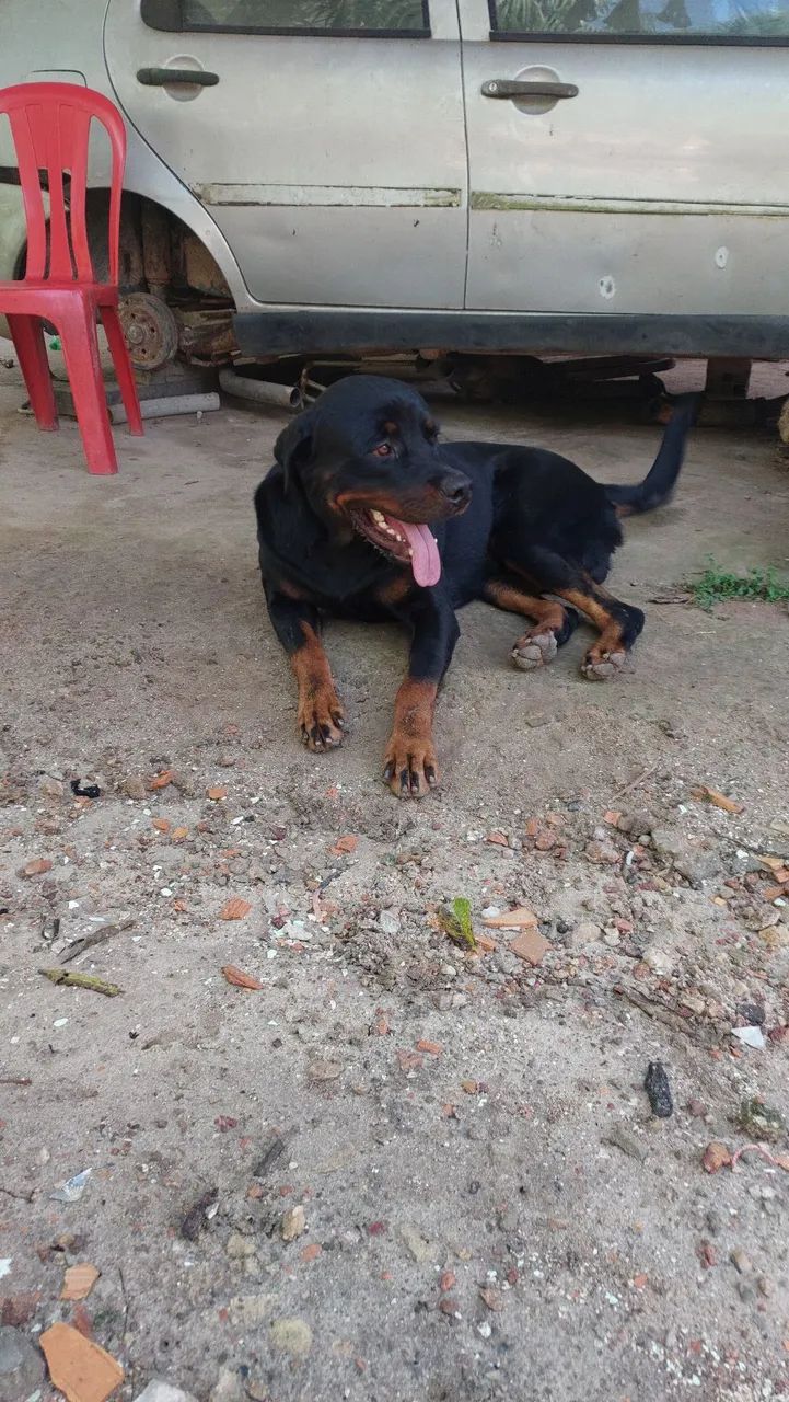 Disponível para cruzar  - Foto 2