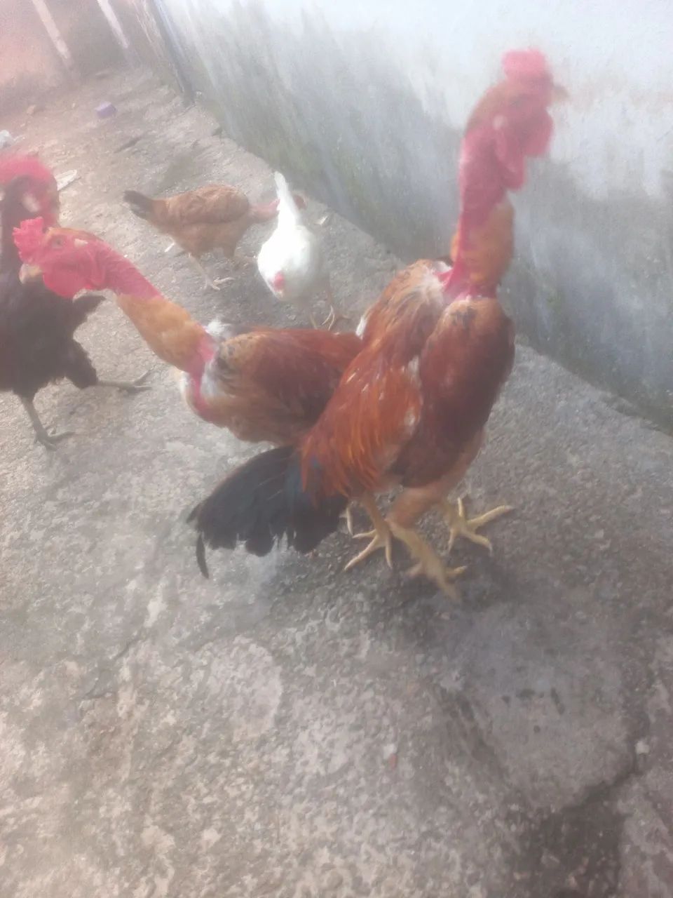 2 galos para vende  - Foto 4