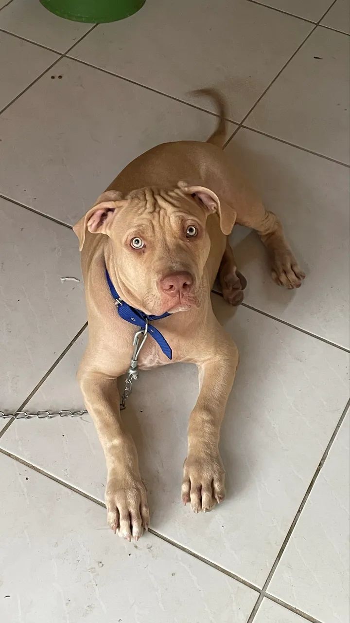 Vendo filhote de pitbull 
