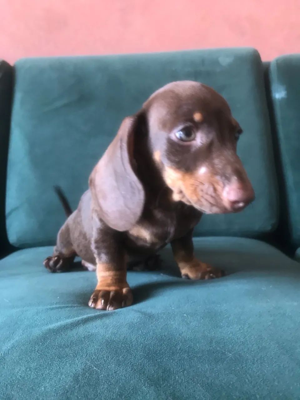 Filhotes Dachshund basset - Foto 2