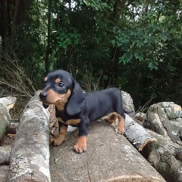 Teckel (Salsicha, Basset) - Filhotes com Excelente Criação