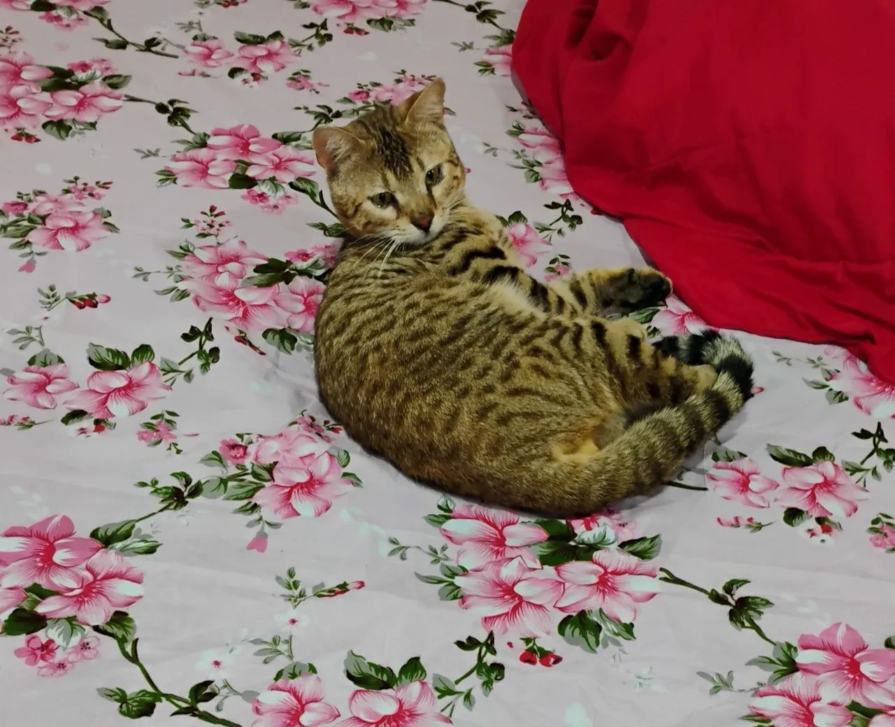 Gato bengal  - Foto 2
