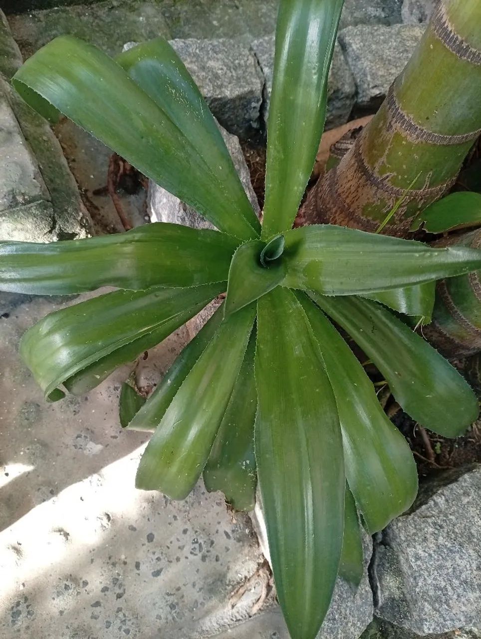 Planta AGAVE IMPERIAL - Foto 5