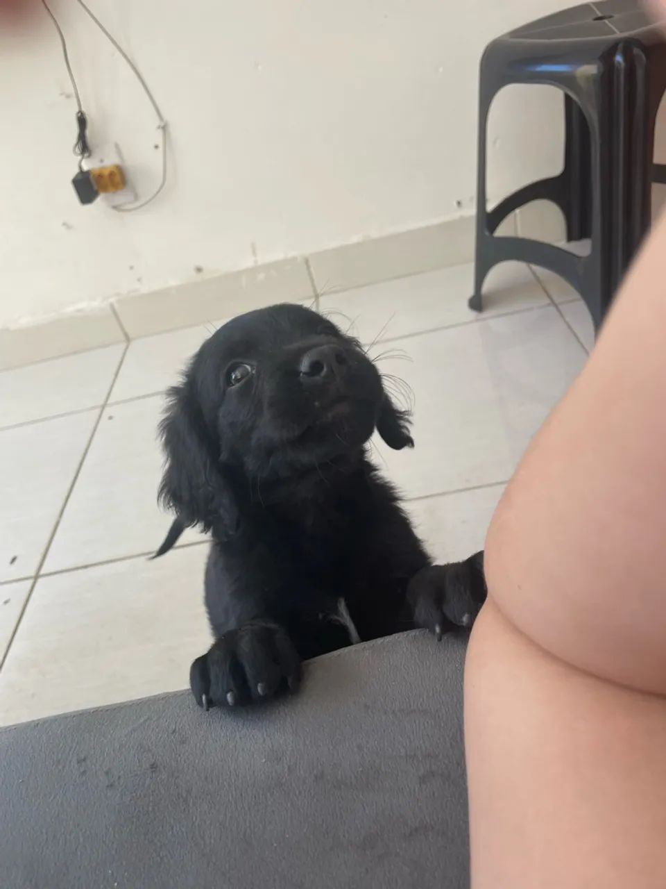 DOA SE FILHOTE DE CACHORRO 