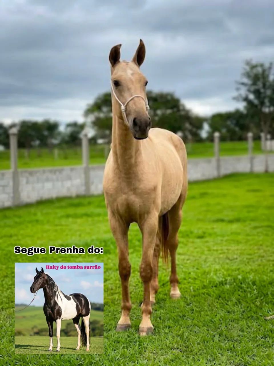 Égua mangalarga / Sem documento 