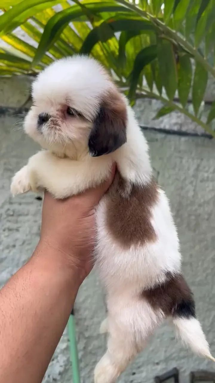 SHIH TZU RESERVAS ABERTAS - Foto 5