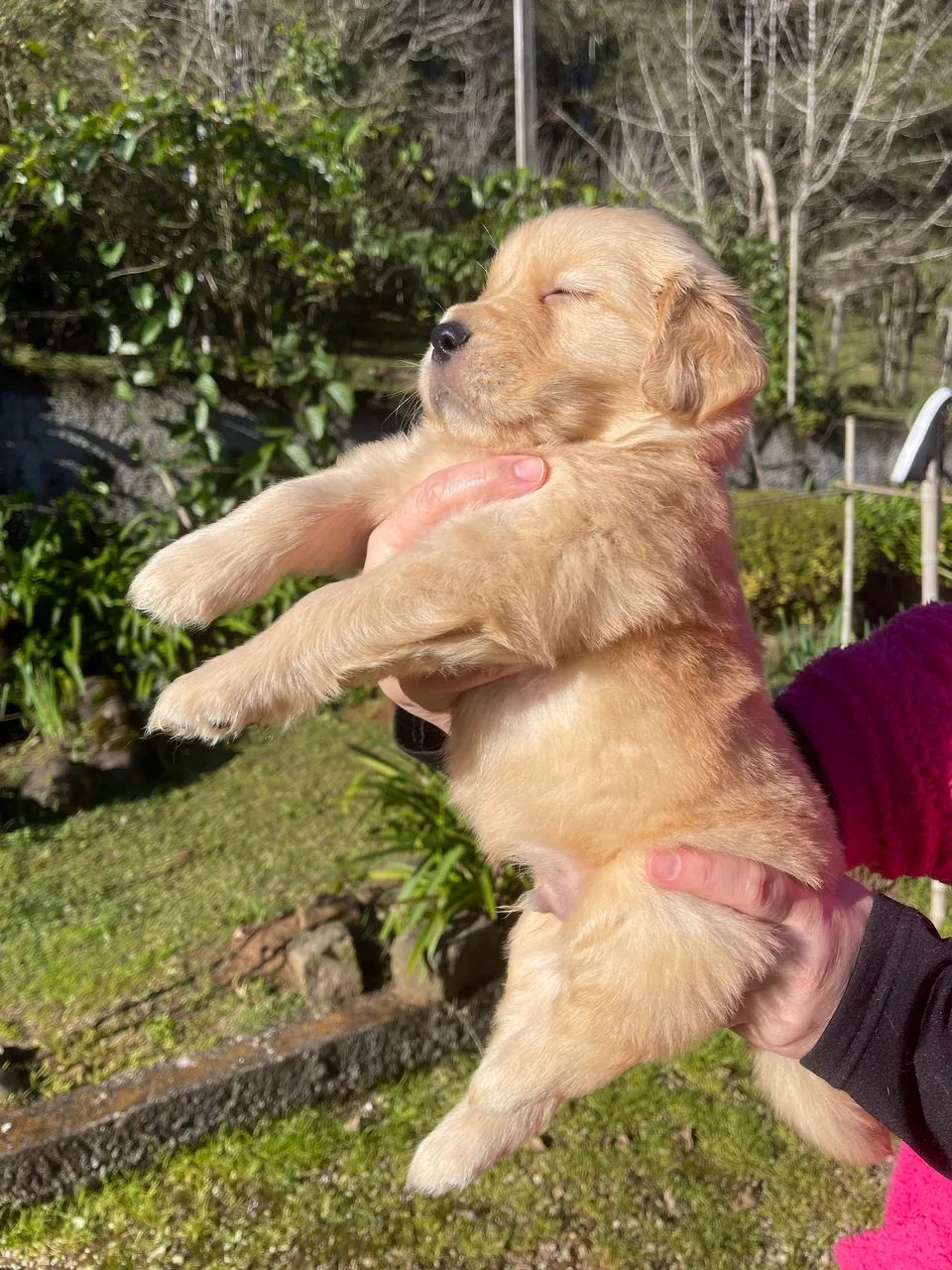 Golden Retriever com Pedigree - Foto 3