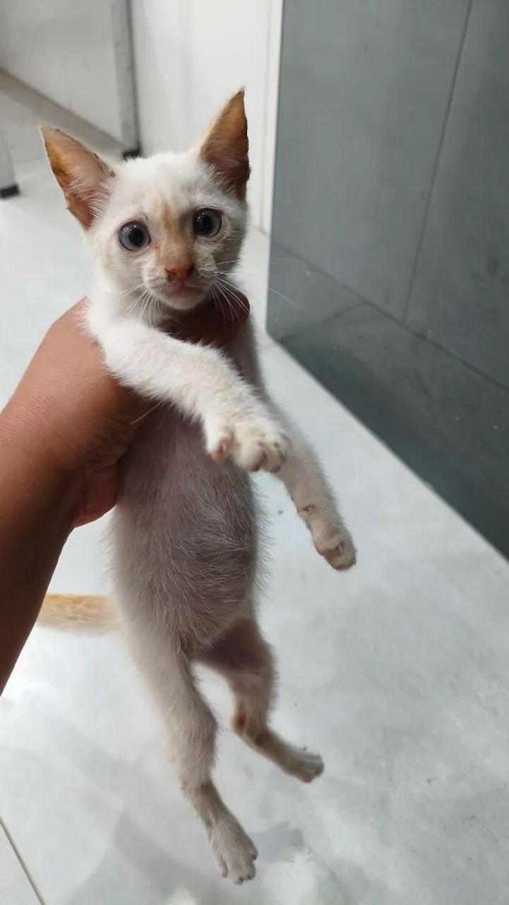 Gato