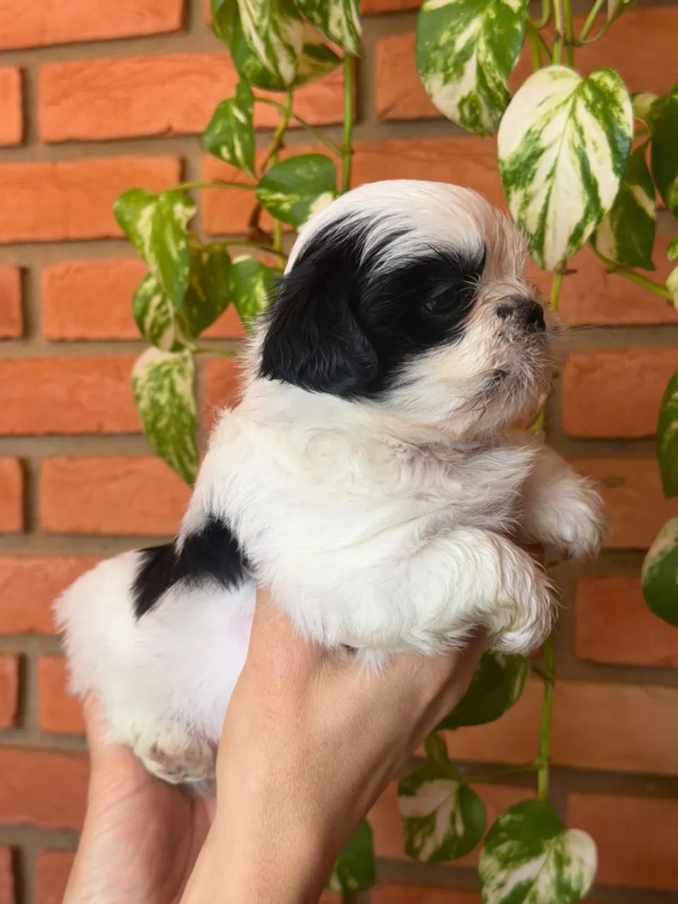 Shitzu