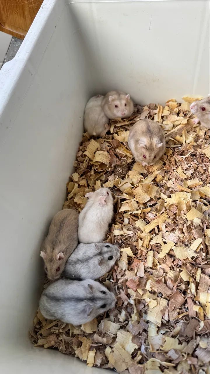 Hamster Russo  - Foto 3