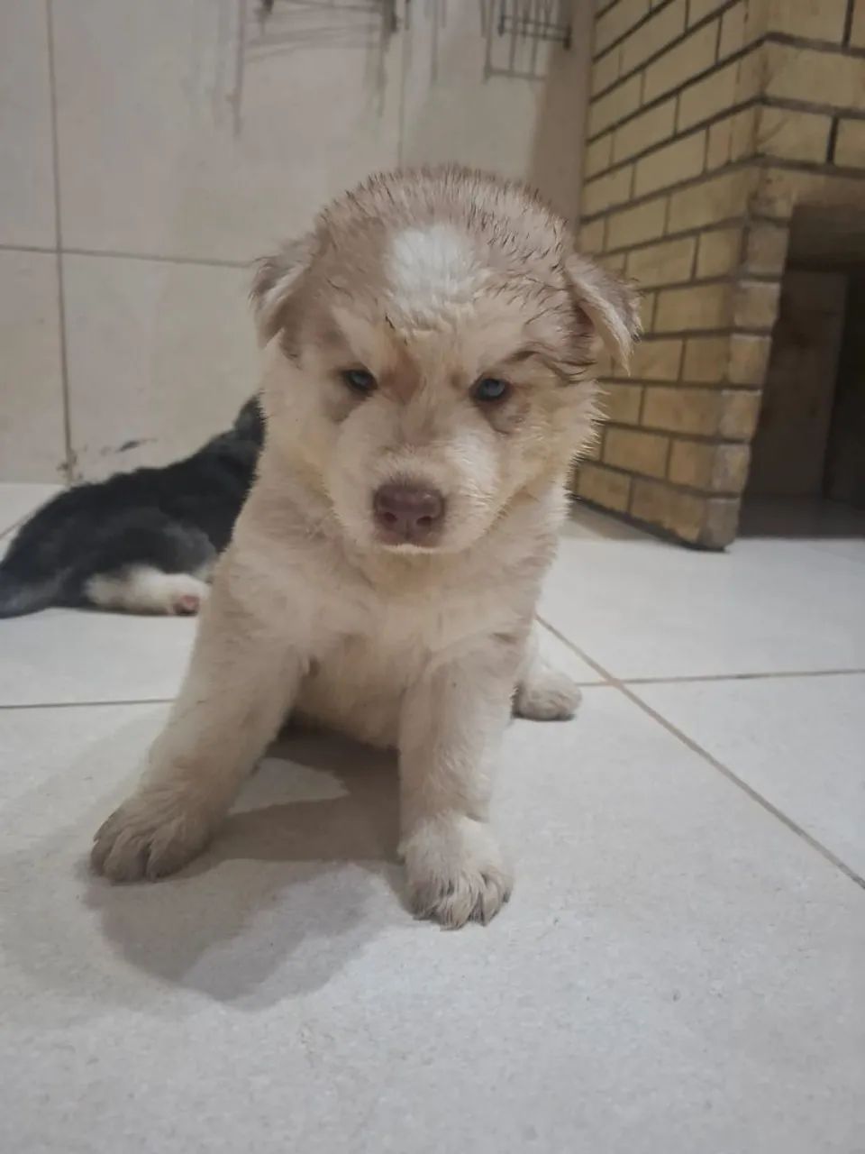 Husky Siberiano - Foto 5