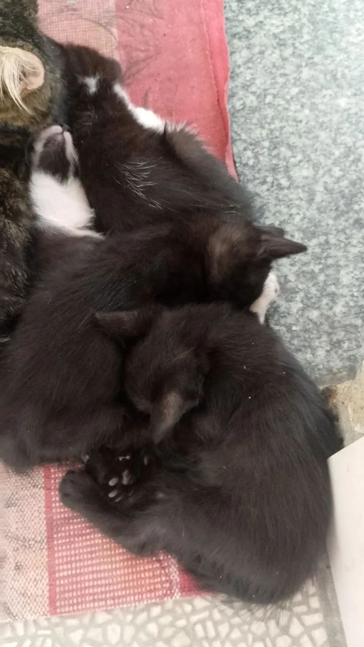 Doação de gatinhos - Foto 6