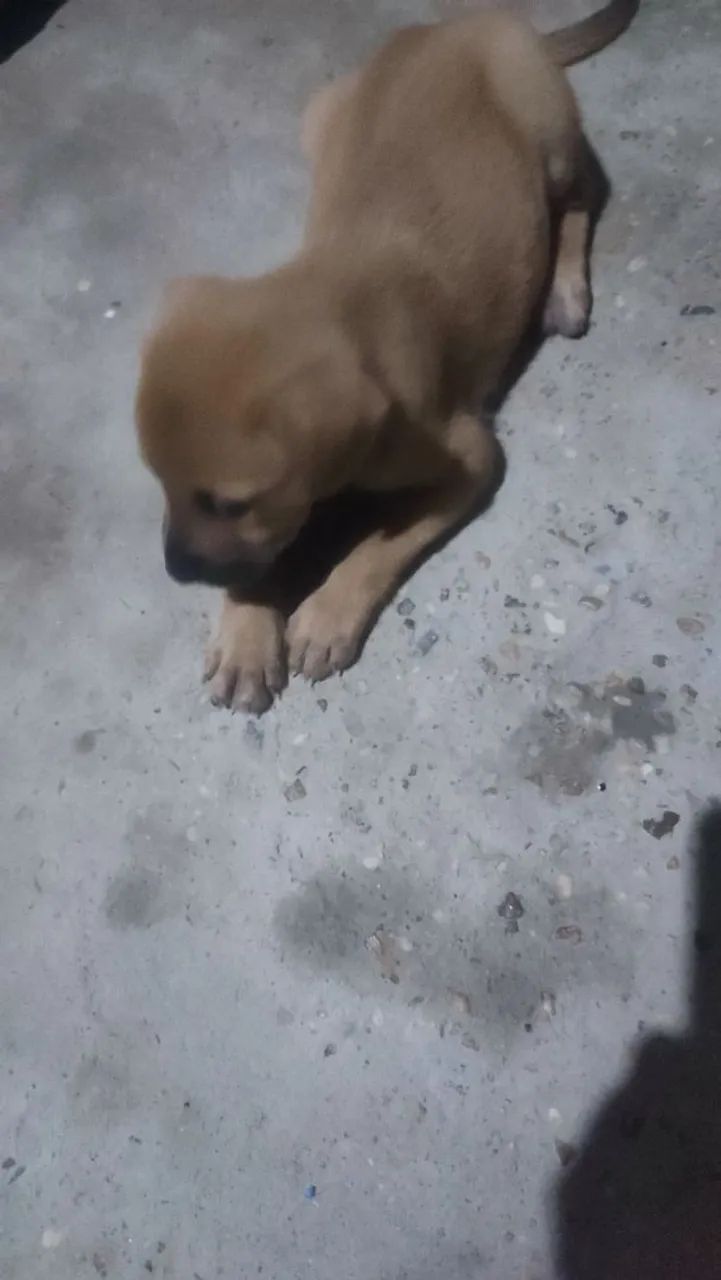 Doação Responsável. Foi abandonada - Foto 2