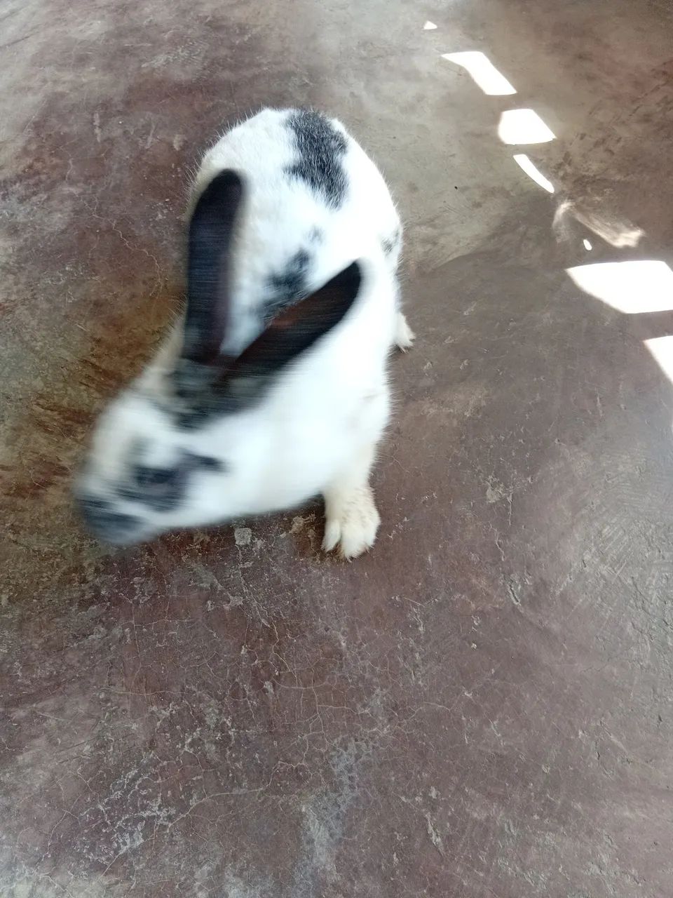 Vende se coelho  macho