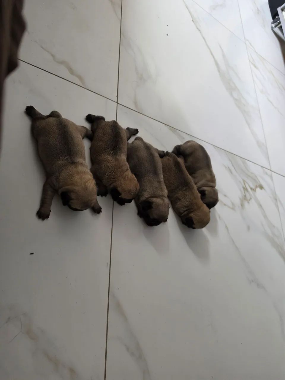 Pug