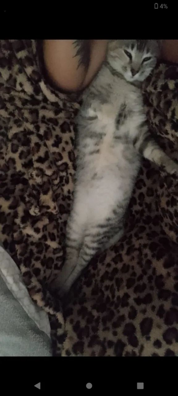 Gata pra doação  - Foto 2