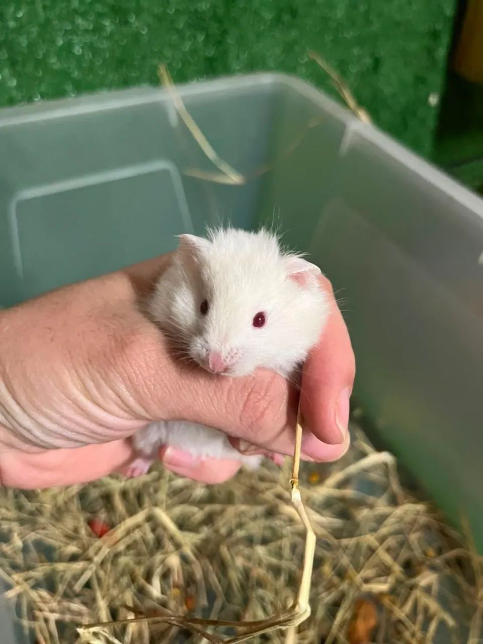 Hamster sírio 