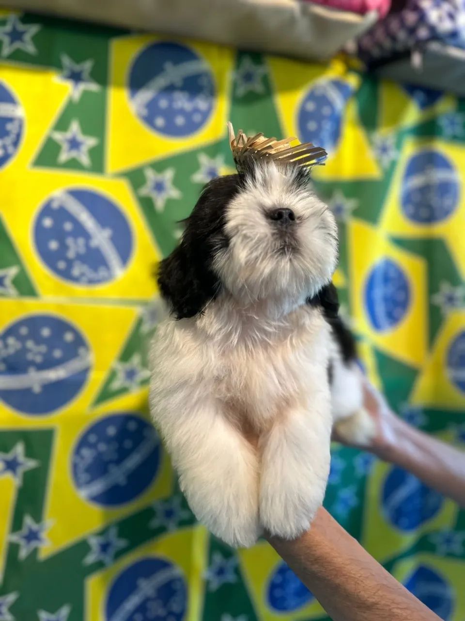 Shitzu preto e branco  - Foto 5