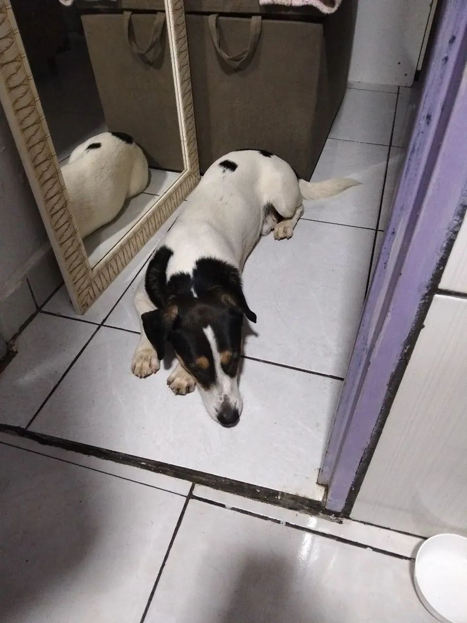 Cachorro para adoção  - Foto 3