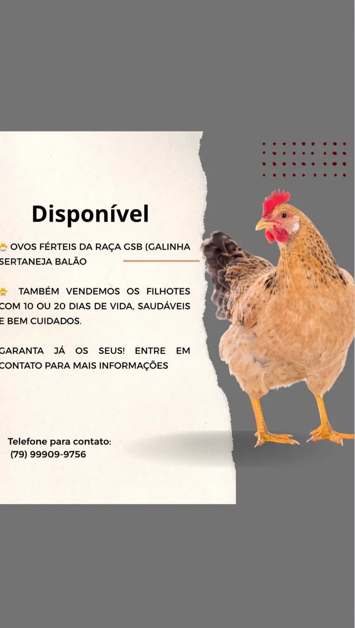Ovos ferteis GSB 