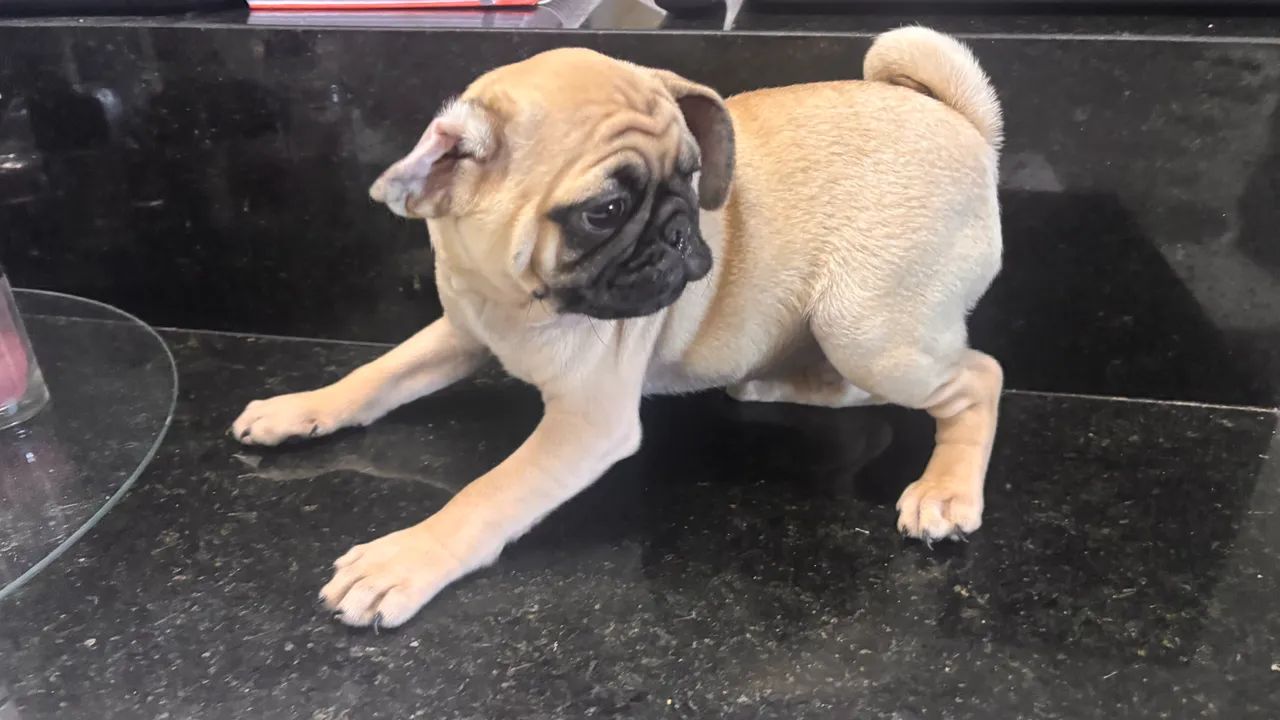 Pugs  - Foto 2
