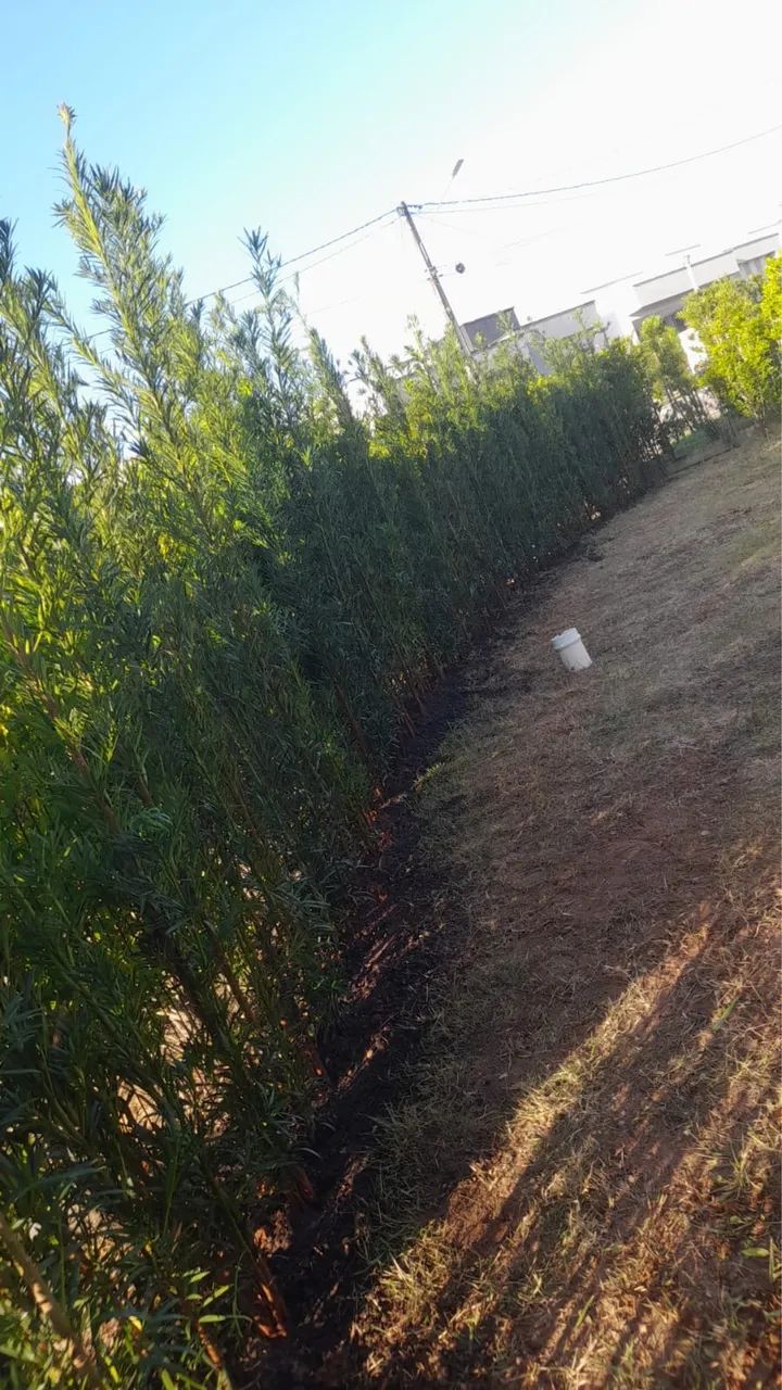 Palmeiras e Podocarpas  - Foto 3