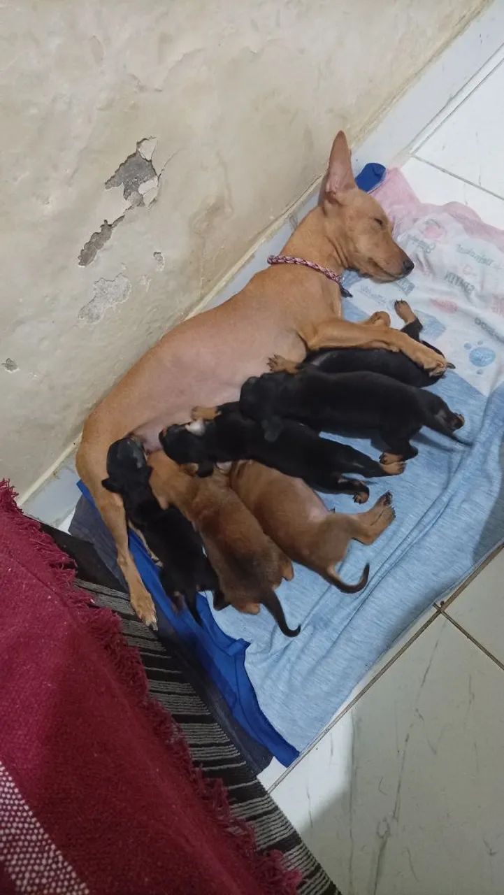 Somente venda  - Foto 4