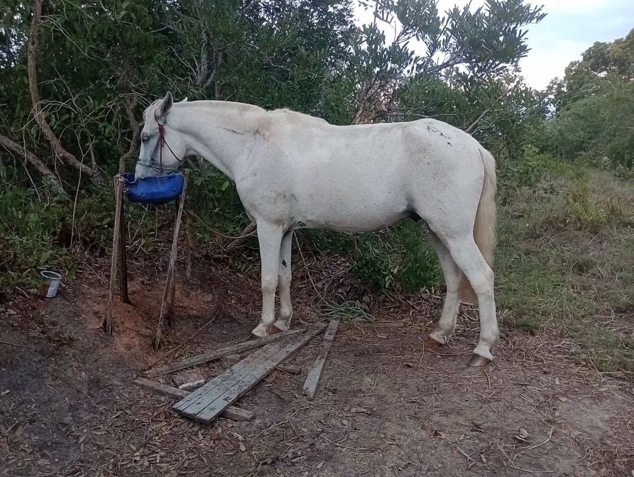 Cavalo 